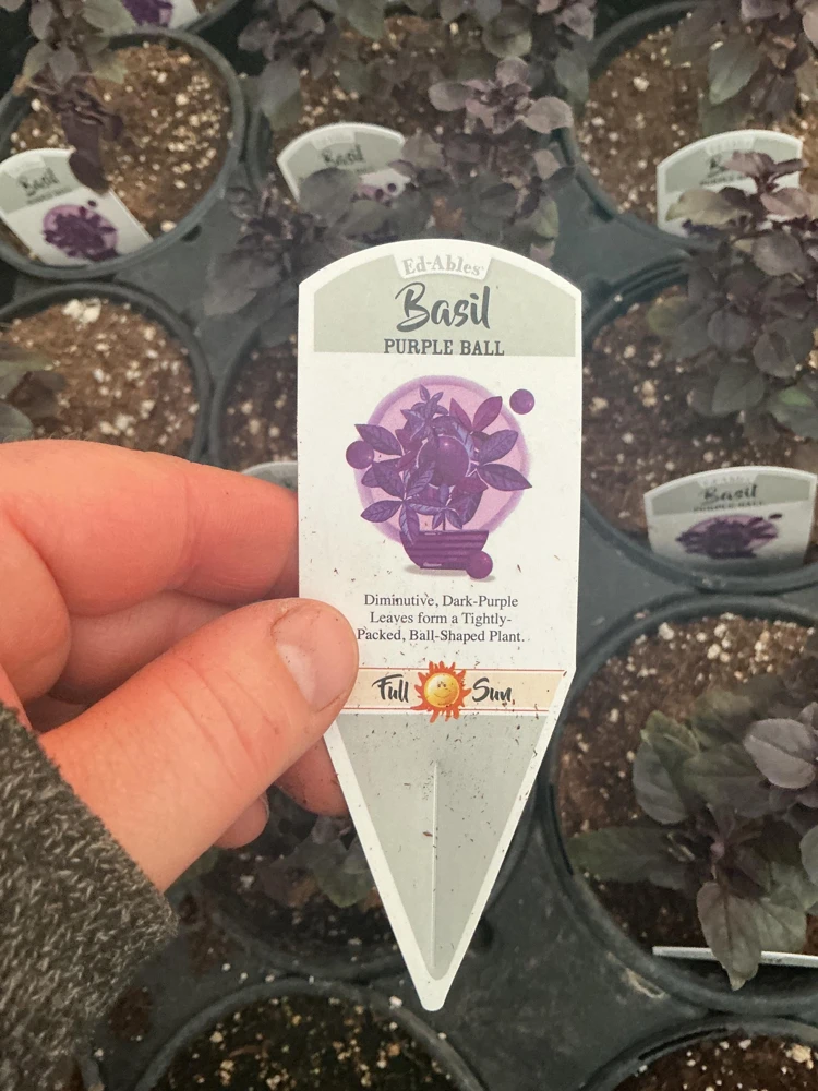 Purple Ball Basil Live Plant - 4.5" Pot - Culinary Herb - Image 5