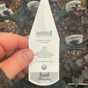 Purple Ball Basil Live Plant - 4.5