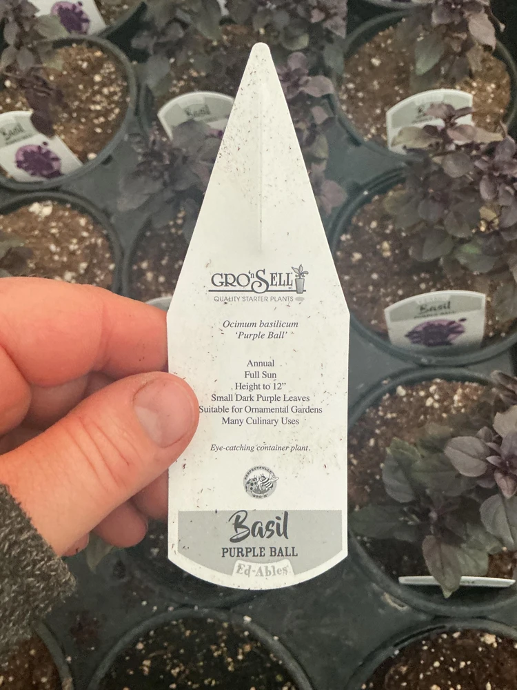 Purple Ball Basil Live Plant - 4.5" Pot - Culinary Herb - Image 6