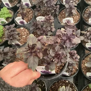 Purple Ball Basil Live Plant - 4.5