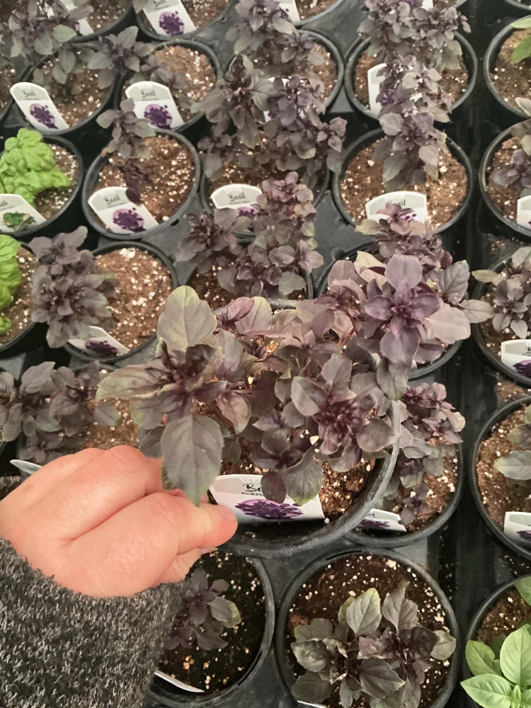 Purple Ball Basil Live Plant - 4.5" Pot - Culinary Herb - Image 7