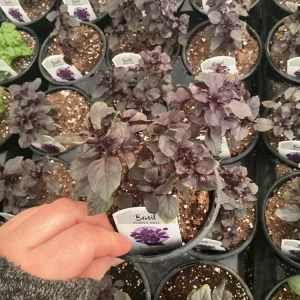 Purple Ball Basil Live Plant - 4.5