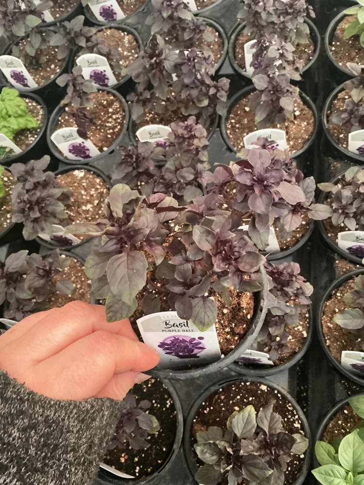Purple Ball Basil Live Plant - 4.5" Pot - Culinary Herb - Image 8
