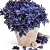 Purple Ball Basil Live Plant - 4.5" Pot - Culinary Herb - Image 1