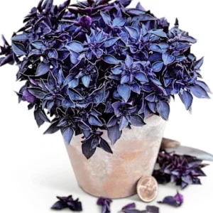 Purple Ball Basil Live Plant - 4.5" Pot - Culinary Herb - Image 1