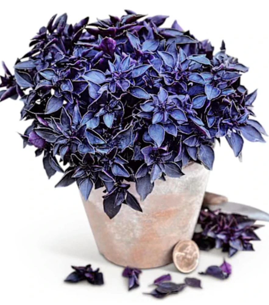 Purple Ball Basil Live Plant - 4.5" Pot - Culinary Herb - Image 1