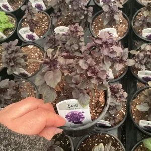 Purple Ball Basil Live Plant - 4.5
