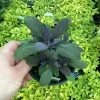 Purple Sage Live Plant - Salvia Officinalis - 4.5 inch Pot - Culinary Herb - Image 1