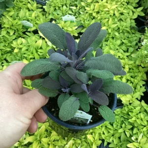 Purple Sage Live Plant - Salvia Officinalis - 4.5 inch Pot - Culinary Herb - Image 2