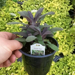 Purple Sage Live Plant - Salvia Officinalis - 4.5 inch Pot - Culinary Herb - Image 3