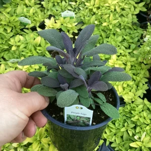 Purple Sage Live Plant - Salvia Officinalis - 4.5 inch Pot - Culinary Herb - Image 4