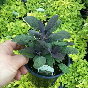 Purple Sage Live Plant - Salvia Officinalis - 4.5 inch Pot - Culinary Herb - Image 5