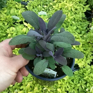 Purple Sage Live Plant - Salvia Officinalis - 4.5 inch Pot - Culinary Herb - Image 6