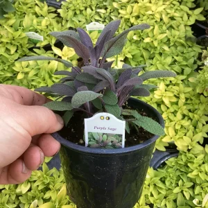 Purple Sage Live Plant - Salvia Officinalis - 4.5 inch Pot - Culinary Herb - Image 7