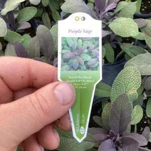 Purple Sage Live Plant - Salvia Officinalis - 4.5 inch Pot - Culinary Herb - Image 8