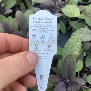 Purple Sage Live Plant - Salvia Officinalis - 4.5 inch Pot - Culinary Herb - Image 9
