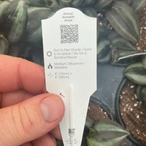 Purple Wandering Jew Live Plant - Tradescantia in 4.5