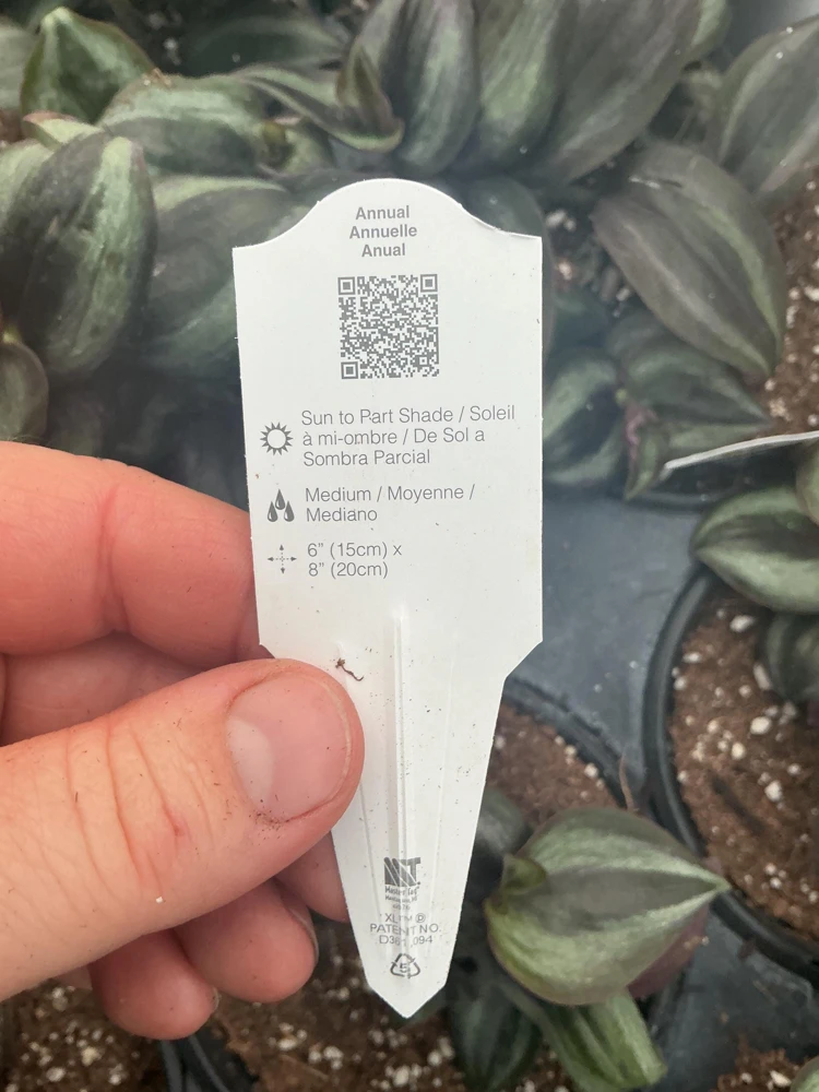 Purple Wandering Jew Live Plant - Tradescantia in 4.5" Pot - Indoor Foliage - Image 10