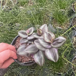 Purple Wandering Jew Live Plant - Tradescantia in 4.5