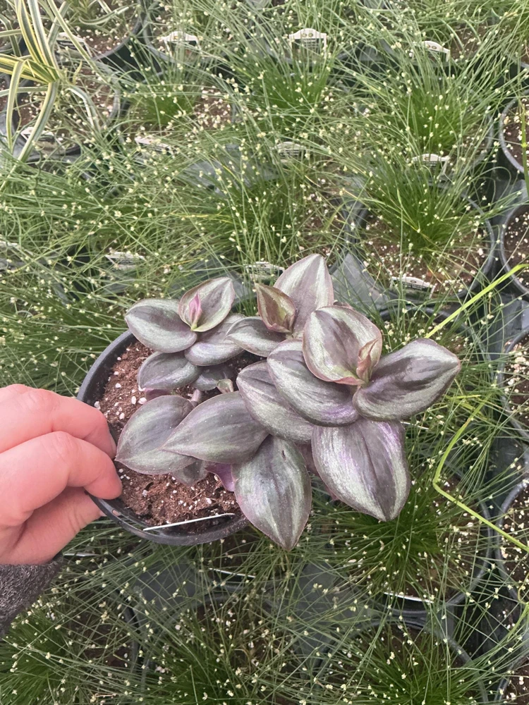 Purple Wandering Jew Live Plant - Tradescantia in 4.5" Pot - Indoor Foliage - Image 2