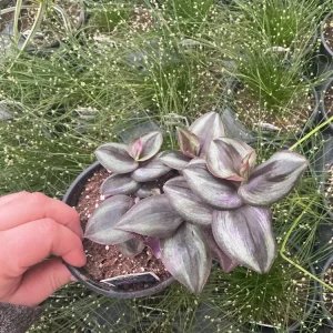 Purple Wandering Jew Live Plant - Tradescantia in 4.5