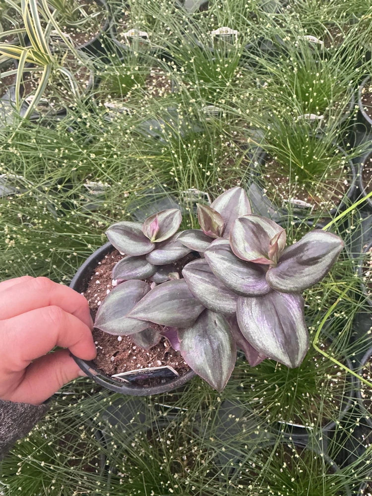 Purple Wandering Jew Live Plant - Tradescantia in 4.5" Pot - Indoor Foliage - Image 3