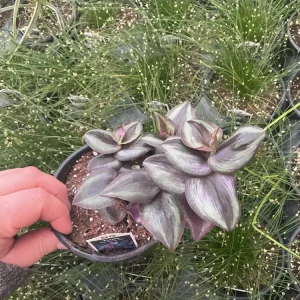 Purple Wandering Jew Live Plant - Tradescantia in 4.5