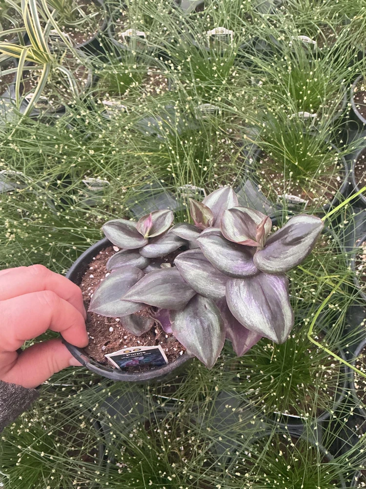 Purple Wandering Jew Live Plant - Tradescantia in 4.5" Pot - Indoor Foliage - Image 4