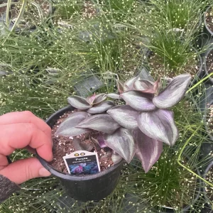 Purple Wandering Jew Live Plant - Tradescantia in 4.5