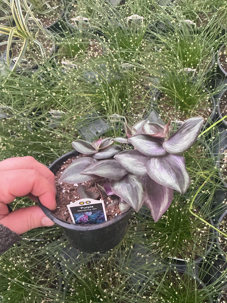 Purple Wandering Jew Live Plant - Tradescantia in 4.5" Pot - Indoor Foliage - Image 5