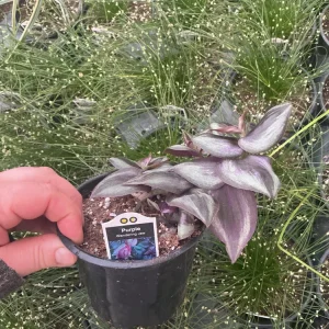 Purple Wandering Jew Live Plant - Tradescantia in 4.5