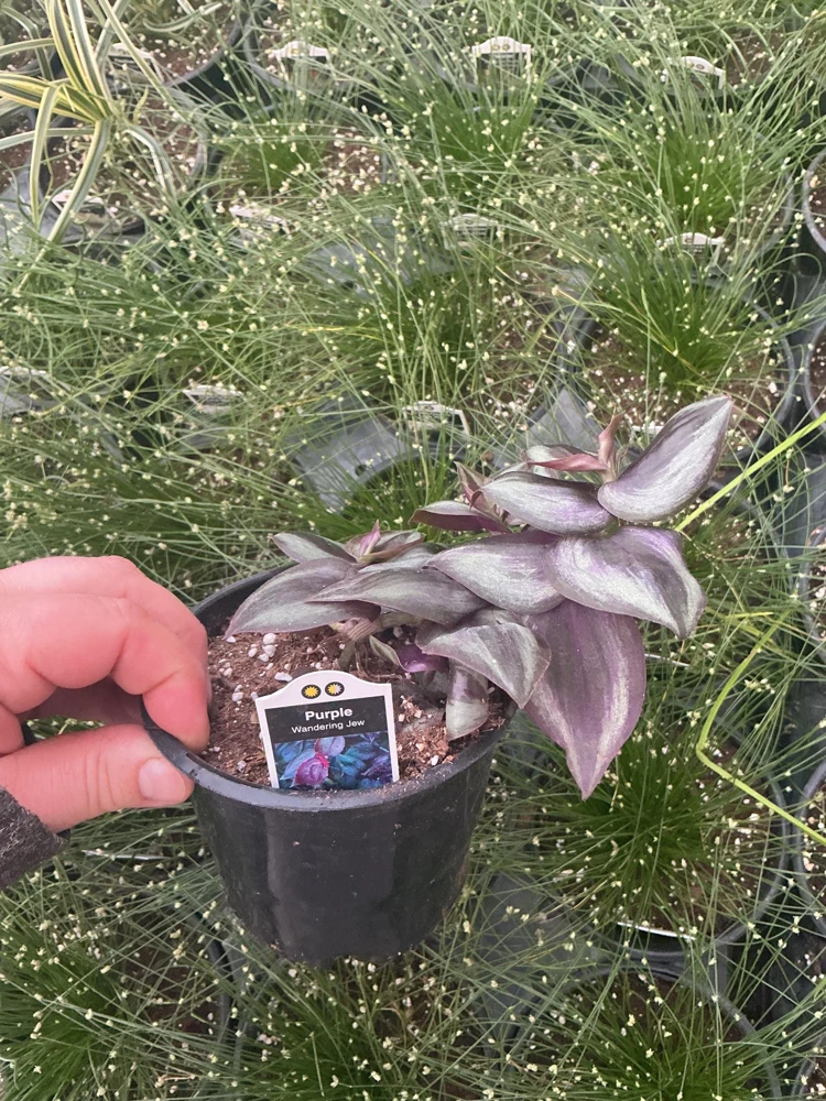 Purple Wandering Jew Live Plant - Tradescantia in 4.5" Pot - Indoor Foliage - Image 6