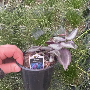 Purple Wandering Jew Live Plant - Tradescantia in 4.5