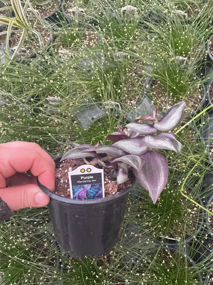 Purple Wandering Jew Live Plant - Tradescantia in 4.5" Pot - Indoor Foliage - Image 7