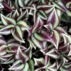 Purple Wandering Jew Live Plant - Tradescantia in 4.5" Pot - Indoor Foliage - Image 1