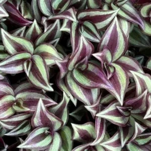 Purple Wandering Jew Live Plant - Tradescantia in 4.5