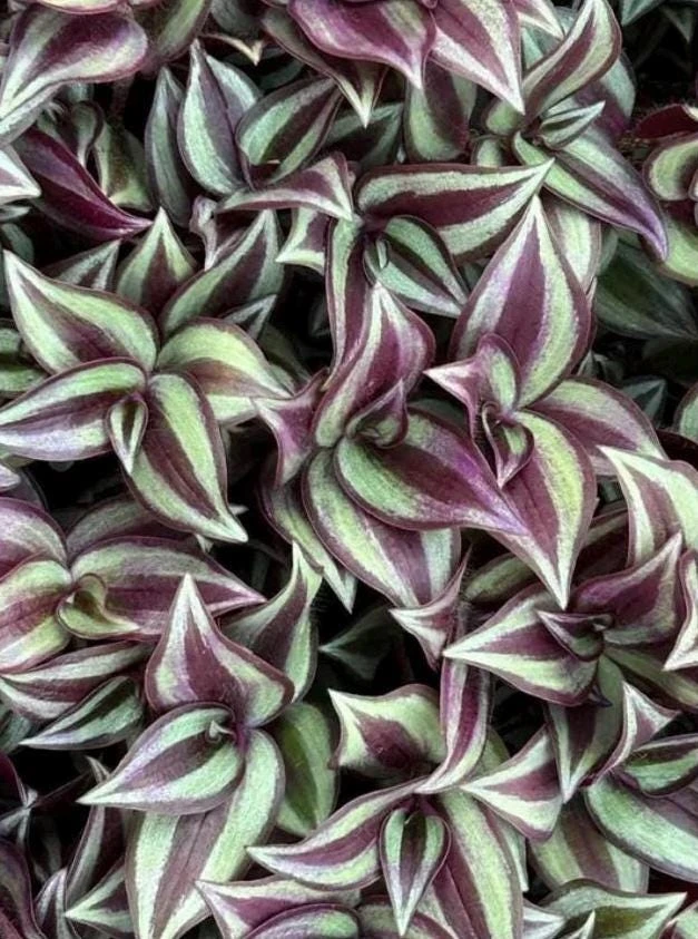 Purple Wandering Jew Live Plant - Tradescantia in 4.5" Pot - Indoor Foliage - Image 1