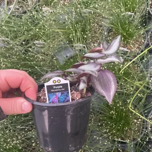 Purple Wandering Jew Live Plant - Tradescantia in 4.5
