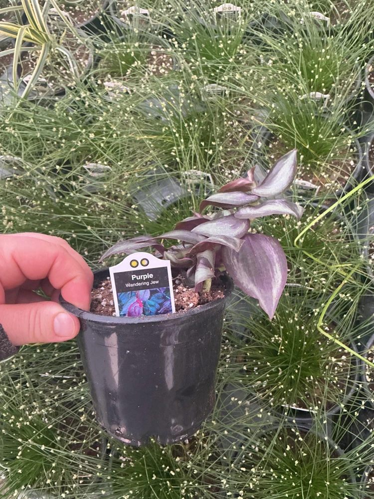 Purple Wandering Jew Live Plant - Tradescantia in 4.5" Pot - Indoor Foliage - Image 8