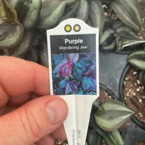 Purple Wandering Jew Live Plant - Tradescantia in 4.5