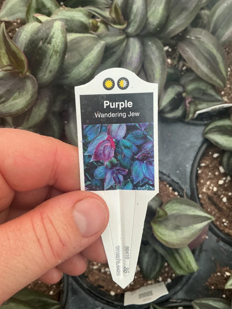 Purple Wandering Jew Live Plant - Tradescantia in 4.5" Pot - Indoor Foliage - Image 9
