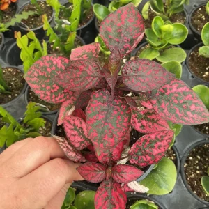Red Polka Dot Plant Live Plant – Hypoestes phyllostachya – 4.5