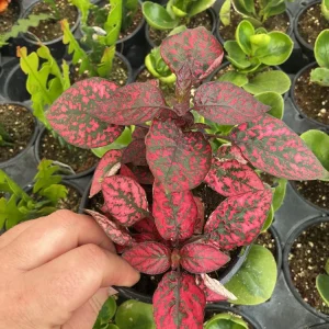 Red Polka Dot Plant Live Plant – Hypoestes phyllostachya – 4.5