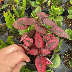 Red Polka Dot Plant Live Plant – Hypoestes phyllostachya – 4.5