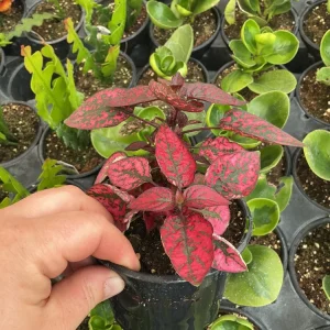 Red Polka Dot Plant Live Plant – Hypoestes phyllostachya – 4.5