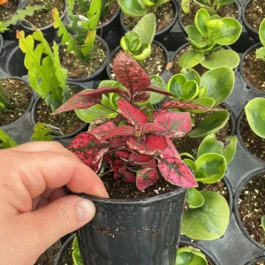 Red Polka Dot Plant Live Plant – Hypoestes phyllostachya – 4.5