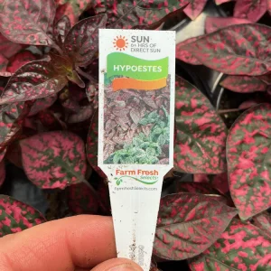 Red Polka Dot Plant Live Plant – Hypoestes phyllostachya – 4.5