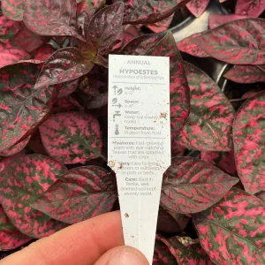 Red Polka Dot Plant Live Plant – Hypoestes phyllostachya – 4.5