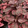Red Polka Dot Plant Live Plant – Hypoestes phyllostachya – 4.5" Nursery Pot – Indoor - Image 1