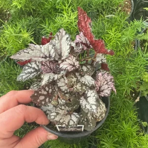 Rex Begonia 'Bewitched White' Live Plant – 4.5 inch Nursery Pot – Indoor Foliage - Image 2